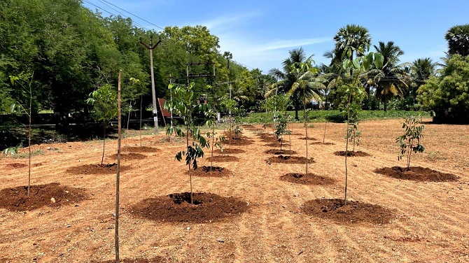 The picture is showing the trees that were planted. 