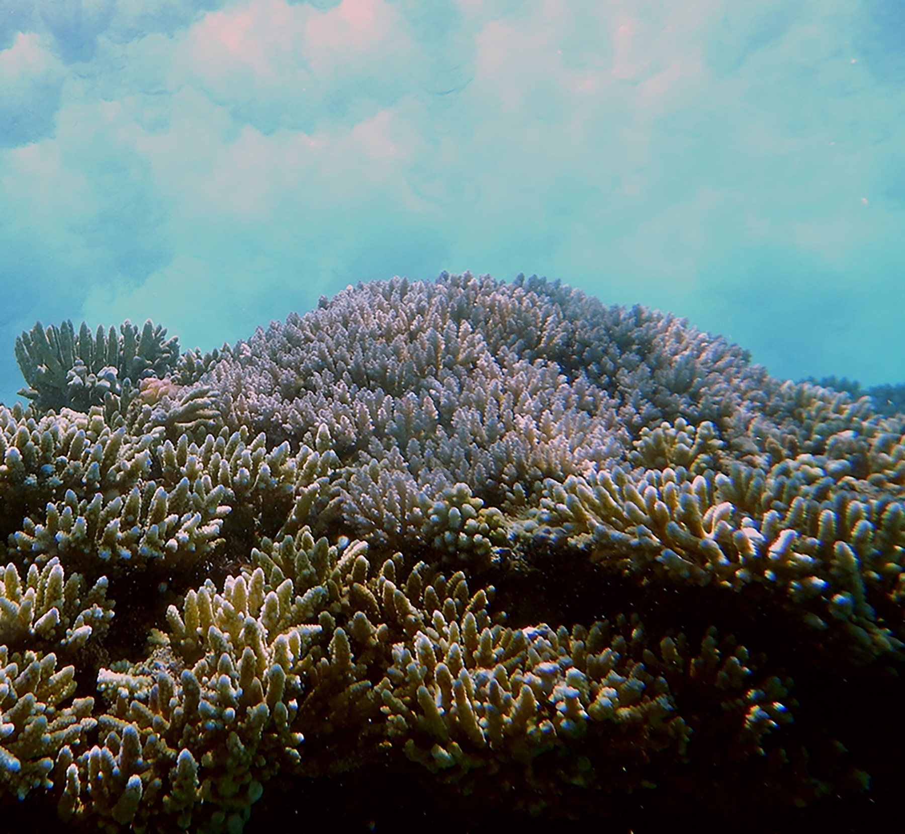 Coral reefs are natural infrastructure, group declares