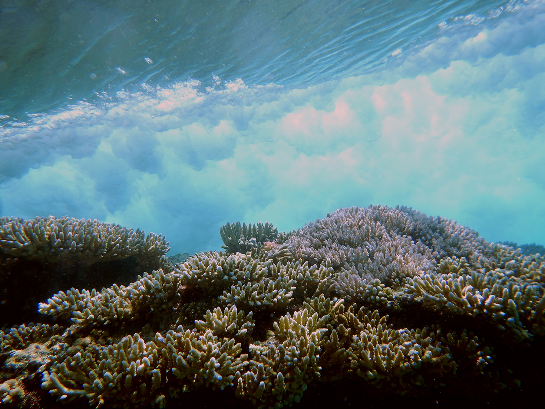 underwater view of a coral reef